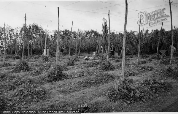 Photo of Bodiam, Hop Picking c.1955