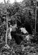 Hoppers c.1955, Bodiam