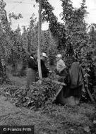 Hoppers c.1955, Bodiam