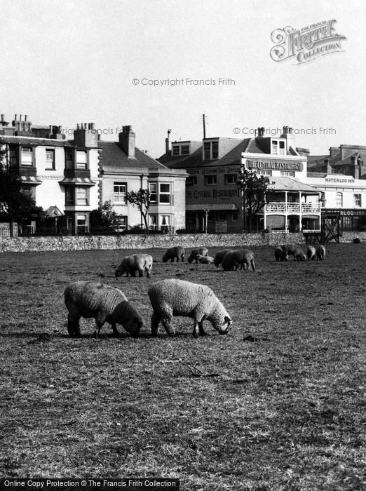 Photo of Bognor Regis, Sheep In Waterloo Square 1921