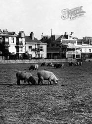 Sheep In Waterloo Square 1921, Bognor Regis
