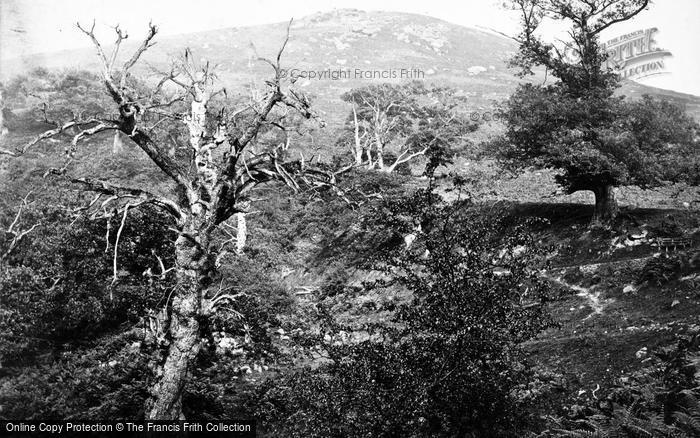 Photo of Bolton Abbey, Bolton Woods, Valley Of Desolation c.1862