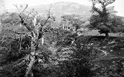 Bolton Woods, Valley Of Desolation c.1862, Bolton Abbey
