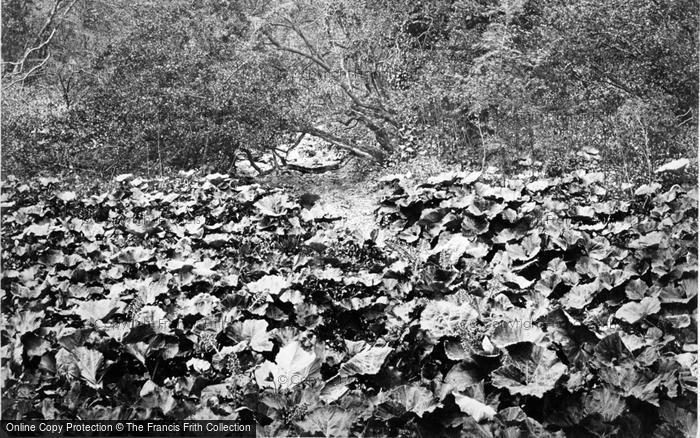 Photo of Bonsall, Burdocks In Via Gellia c.1864