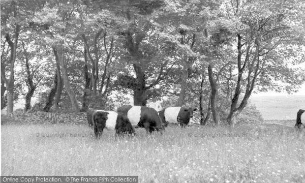 Photo of Borgue, Galloway Cattle c.1960