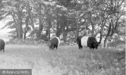 Galloway Cattle c.1960, Borgue