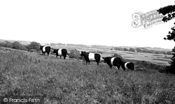 Galloway Cattle c.1960, Borgue