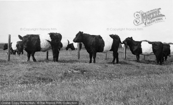 Photo of Borgue, Galloway Cattle c.1960