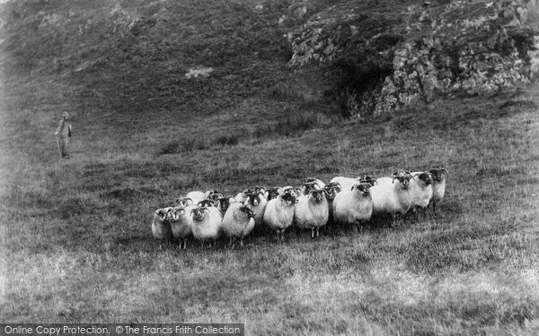 Photo of Borrowdale, Sheep On Castle Crag c.1865