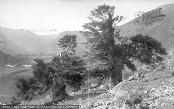 Photo of Borrowdale, The Great Yews 1889