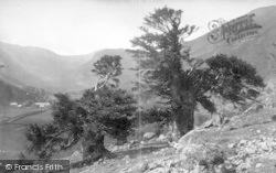 The Great Yews 1889, Borrowdale