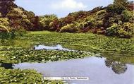 The Lily Pools c.1955, Bosherston