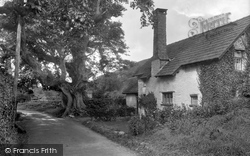 Giant Walnut Tree 1931, Bossington