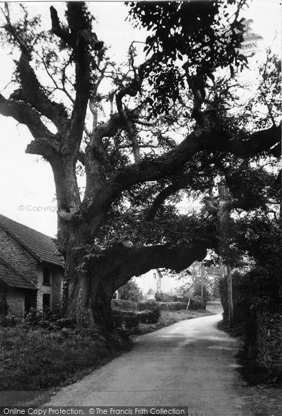 Photo of Bossington, The Old Tree c.1950