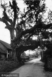 The Old Tree c.1950, Bossington