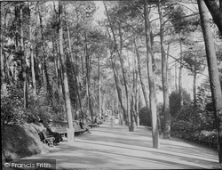 The Pine Walk c.1907, Bournemouth