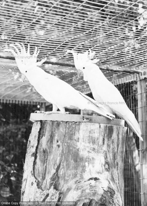 Photo of Bourton On The Water, Cockatoos, Cotswold Botanical Gardens c.1965