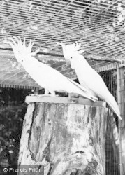 Cockatoos, Cotswold Botanical Gardens c.1965, Bourton-on-The-Water