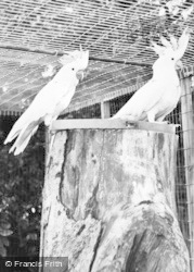 Cockatoos, Cotswold Botanical Gardens c.1965, Bourton-on-The-Water