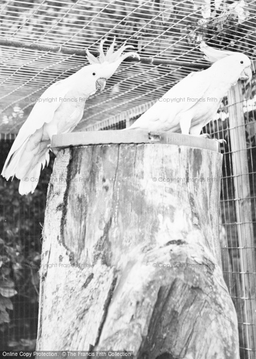 Photo of Bourton On The Water, Cockatoos, Cotswold Botanical Gardens c.1965