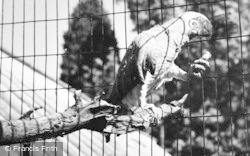 Parrot, Cotswold Botanical Gardens c.1965, Bourton-on-The-Water