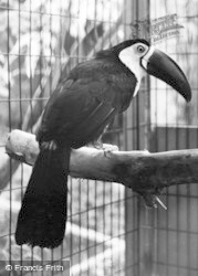Toucan, Cotswold Botanical Gardens c.1965, Bourton-on-The-Water