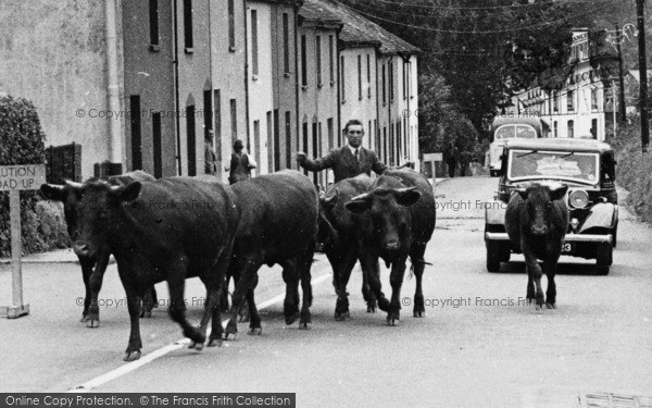 Photo of Bovey Tracey, Cows In Heathfield Terrace c.1955