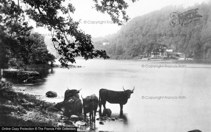 Photo of Bowness On Windermere, Cattle Near Ferry Nab c.1910