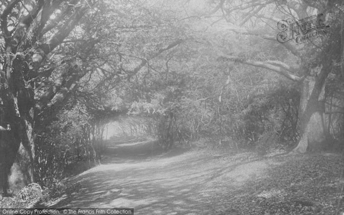 Photo of Box Hill, Among The Box Trees 1890