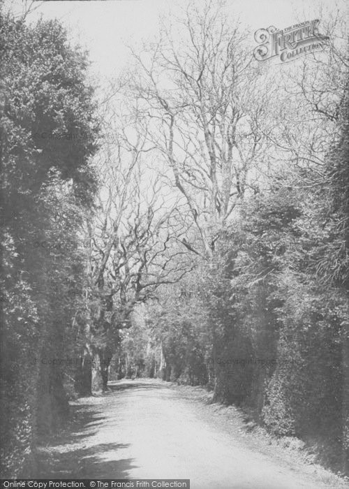 Photo of Box Hill, Among The Box Trees 1890