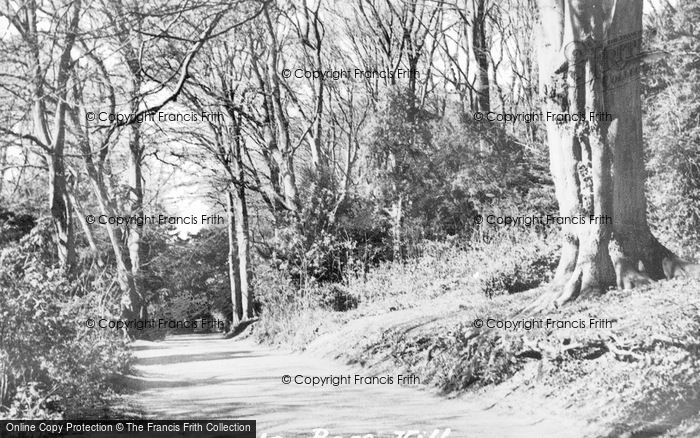 Photo of Box Hill, The Woods c.1960 - Francis Frith