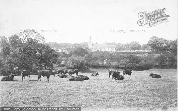 Photo of Brading, Church, Vicarage And Cattle 1890