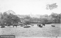 Church, Vicarage And Cattle 1890, Brading