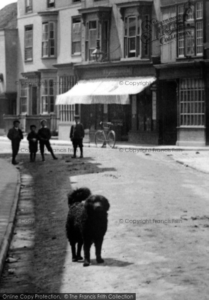 Photo of Braintree, High Street, A Friendly Dog 1902