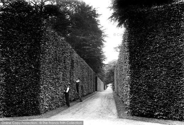 Photo of Bramham, Park, Beech Hedges 1909
