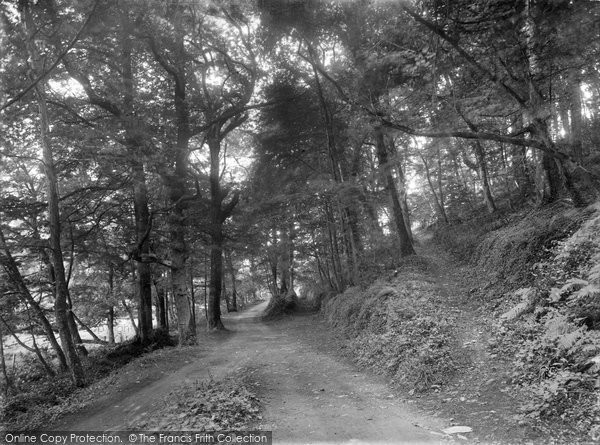 Photo of Braunton, Buckland Woods 1936