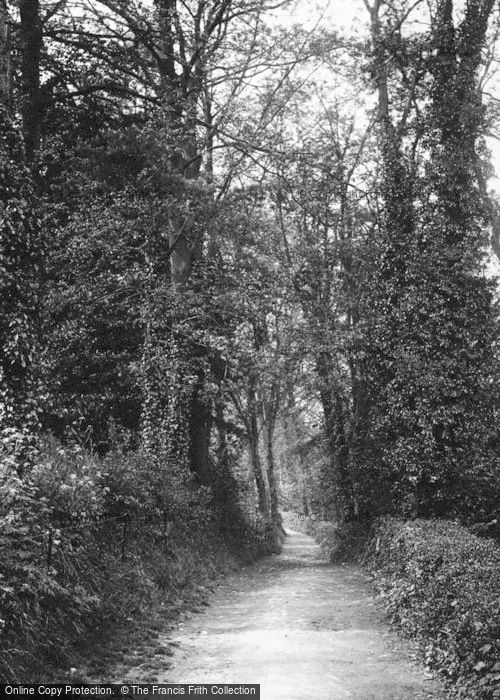 Photo of Bridgend, Ogmore Woods 1898