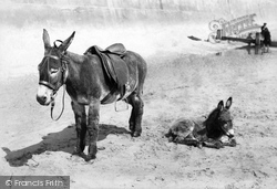 Donkey And Foal 1906, Bridlington