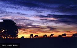 Tower Country Park, Deer At Dusk c.1990, Broadway
