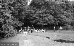 The Foxhounds At Balmer Lawn 1954, Brockenhurst