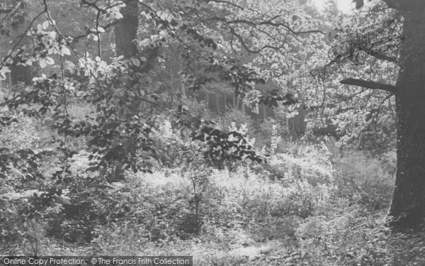 Photo of Brockweir, The Woods c.1955
