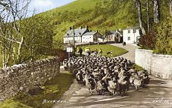 Driving Sheep Through The Village c.1955, Buckden