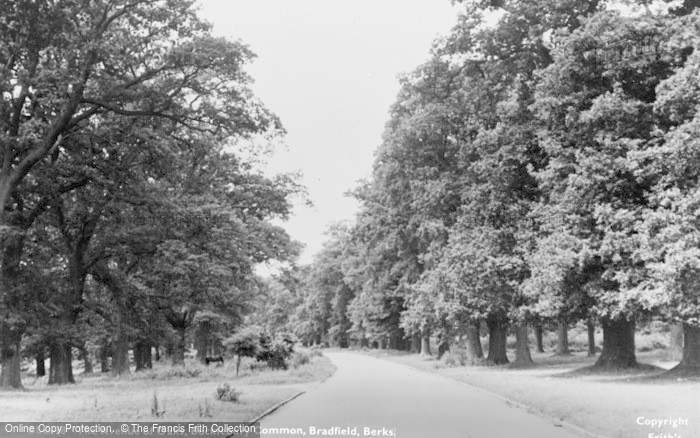 Photo of Bucklebury, Common, The Avenue Of Oaks c.1955
