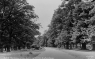Common, The Avenue Of Oaks c.1955, Bucklebury
