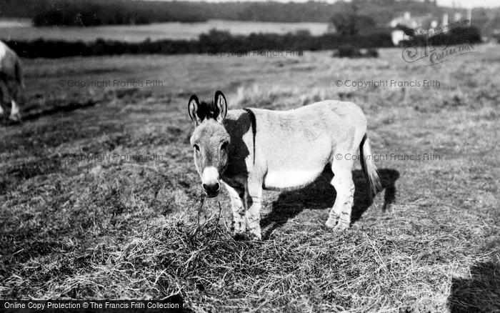 Photo of Bucklers Hard, Donkey c.1935