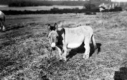 Donkey c.1935, Bucklers Hard