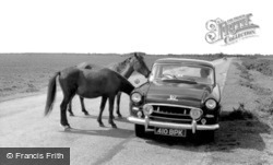 New Forest Ponies c.1960, Bucklers Hard