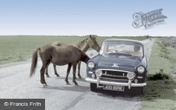 New Forest Ponies c.1960, Bucklers Hard