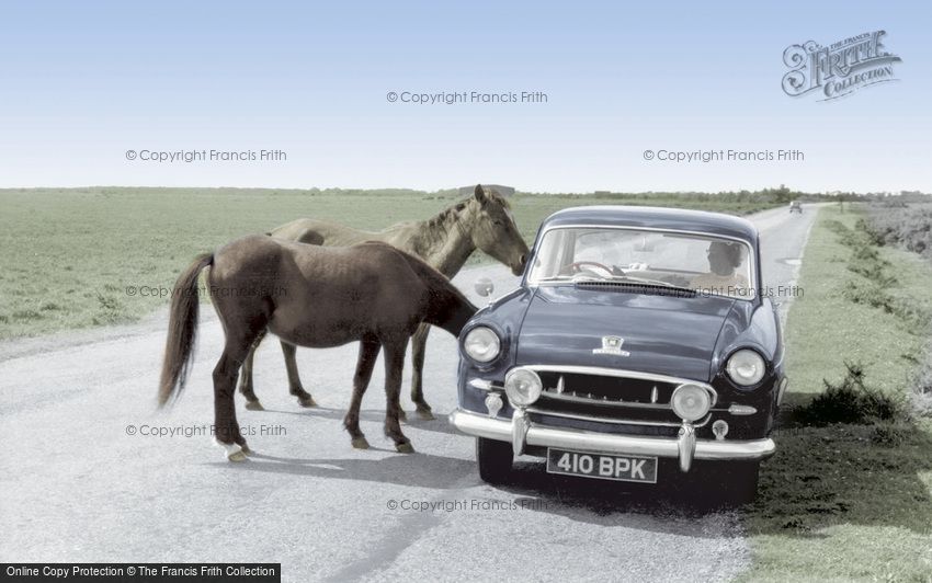 Bucklers Hard, New Forest Ponies c1960