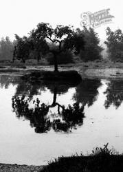 Reflections In The Pond c.1960, Burgh Heath